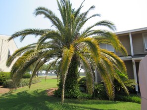 Stunning two-story house with a flat roof and balcony, set amidst a beautifully manicured lawn and lush greenery.