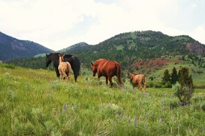 Exterior - 1916 Schoolhouse near Yellowstone-horse rides,zip lining, rafting, hiking (Gardiner)