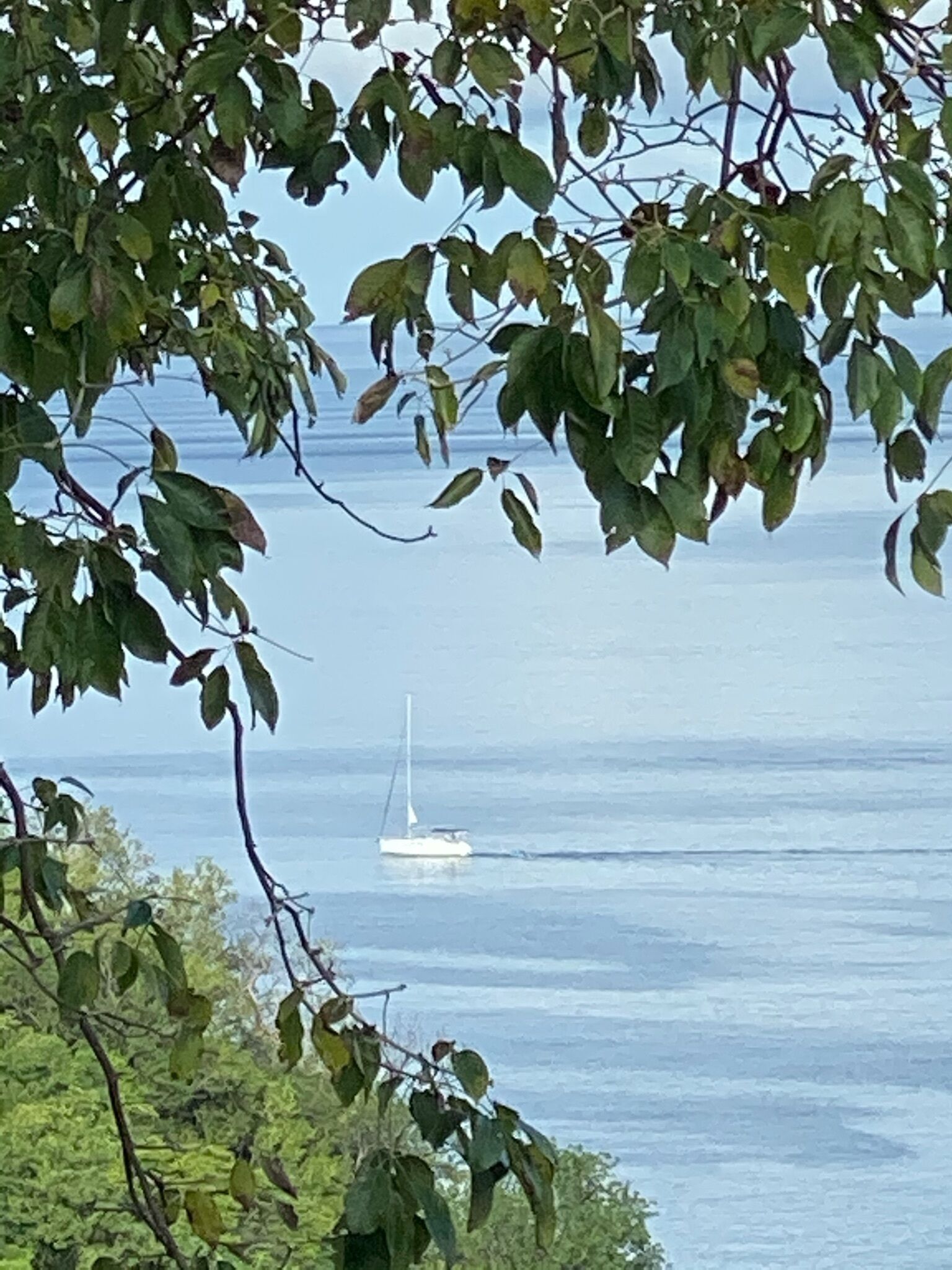 En sejlbåd på stille vand, omgivet af grønt og klare himmel.