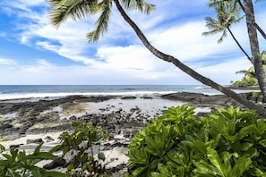 A rocky beach with palm trees and ocean views.