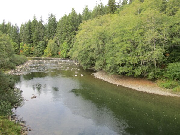 Un fiume che scorre attraverso una zona boscosa, con alberi fitti e un letto roccioso.