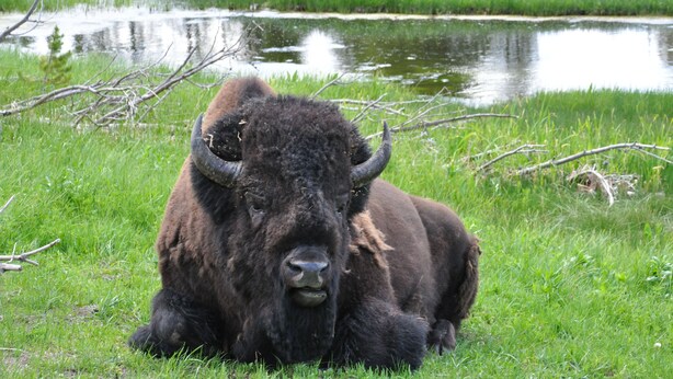 Un bisonte recostado en un campo de pasto con un estanque al fondo.