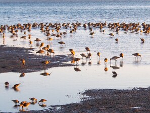 Beach - Bird Watcher Paradise 2 Bedroom 2 Bath with Beautiful View (Bodega Bay)