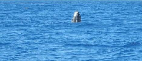 A whale breaching the ocean surface.