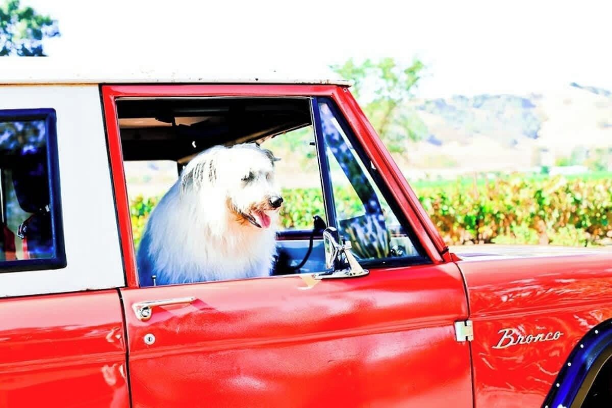 A white dog sitting in the driver's seat of a red vintage car.