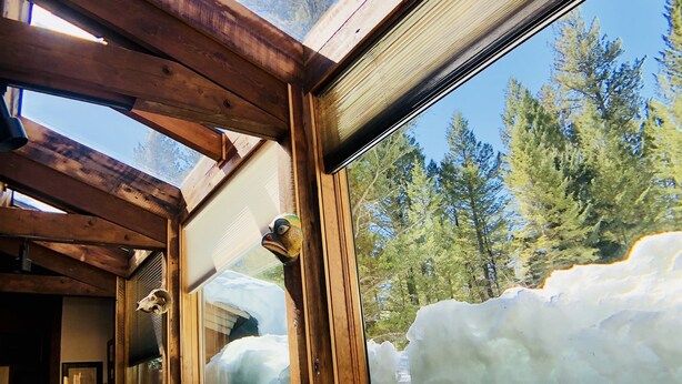 Una habitación acogedora con techo de madera, un ventanal con vistas a un bosque, un sofá con cojines y una estantería llena de libros.