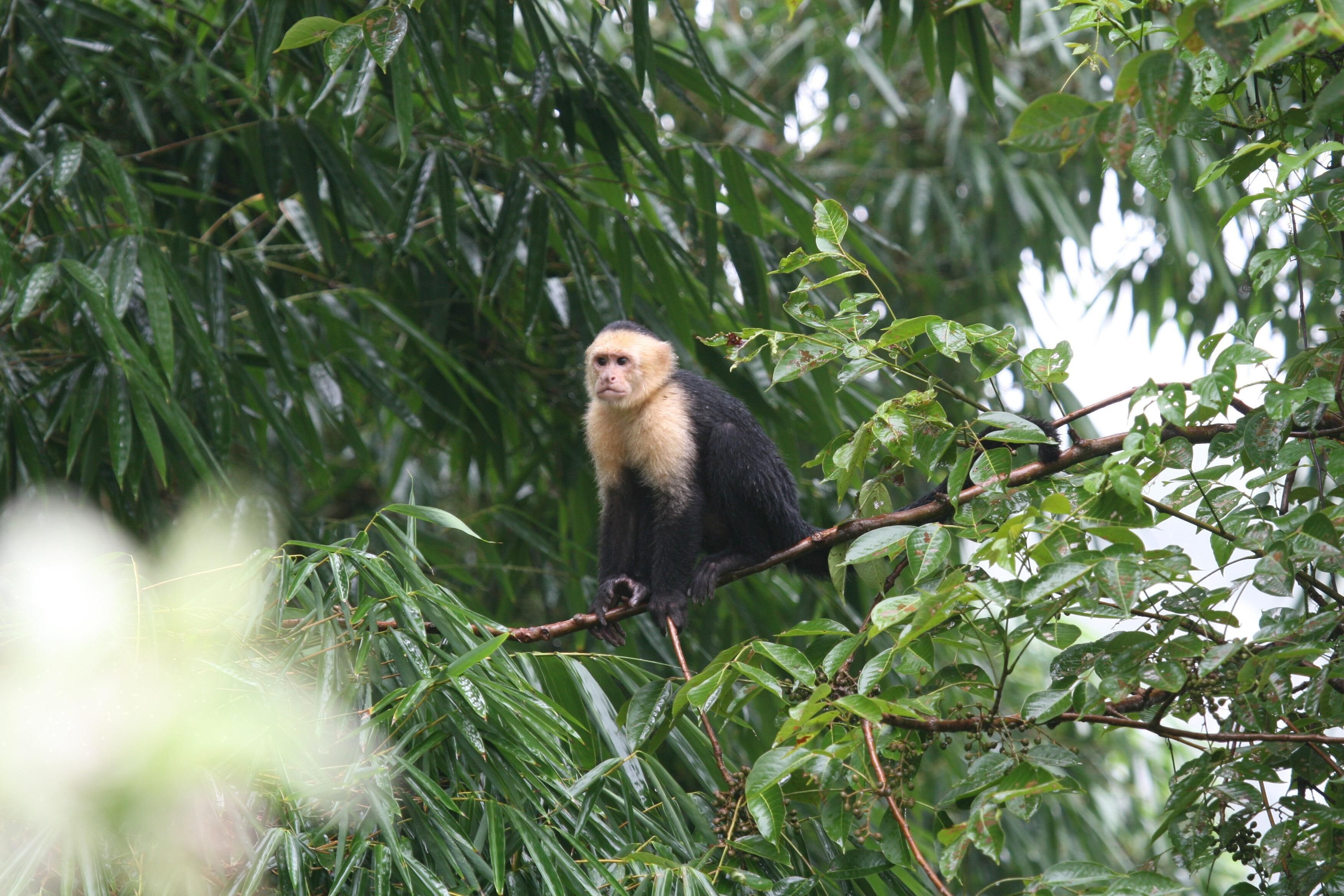 A monkey sitting on a branch surrounded by dense foliage.