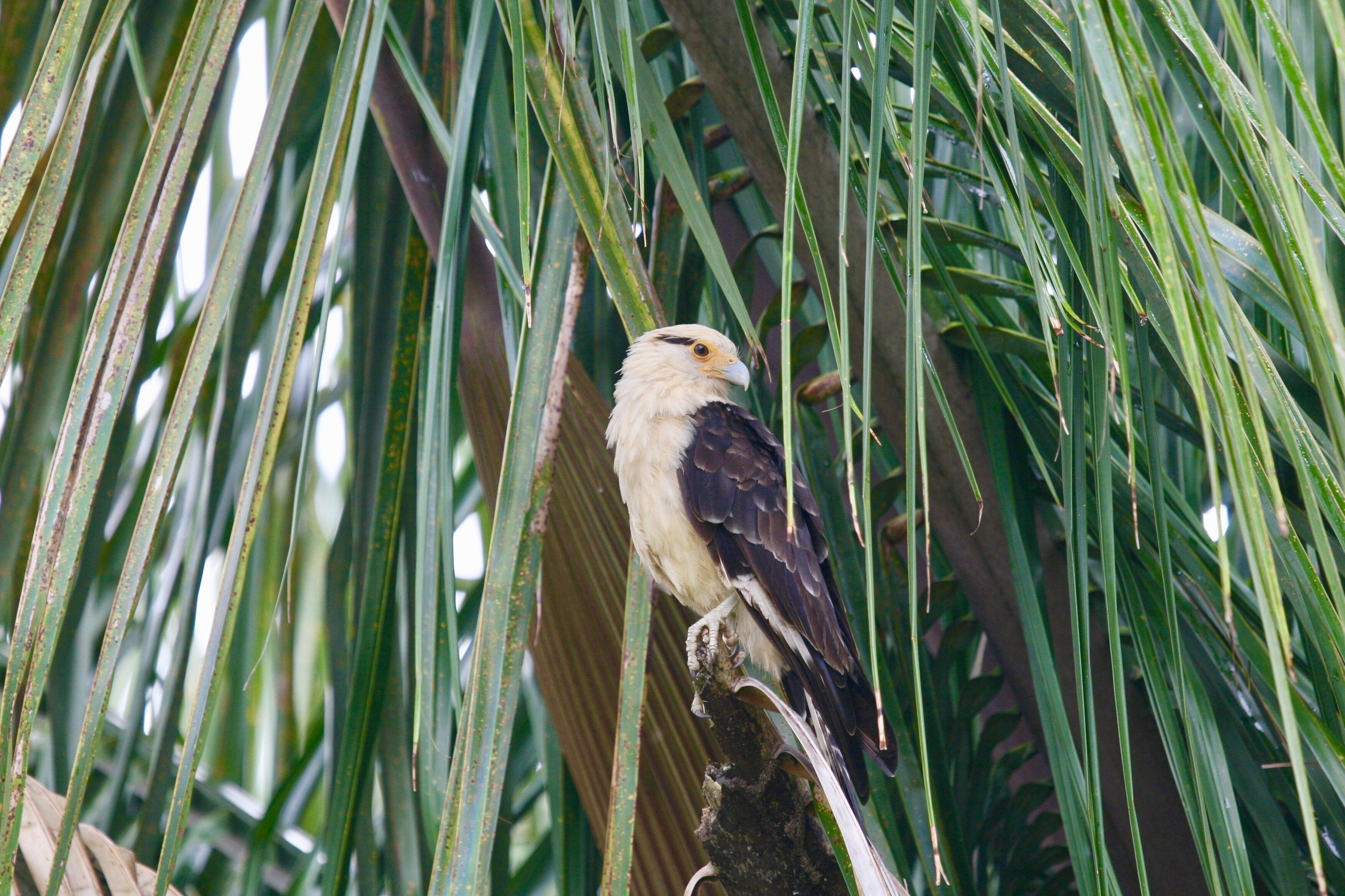 A bird perched on a branch surrounded by green foliage.