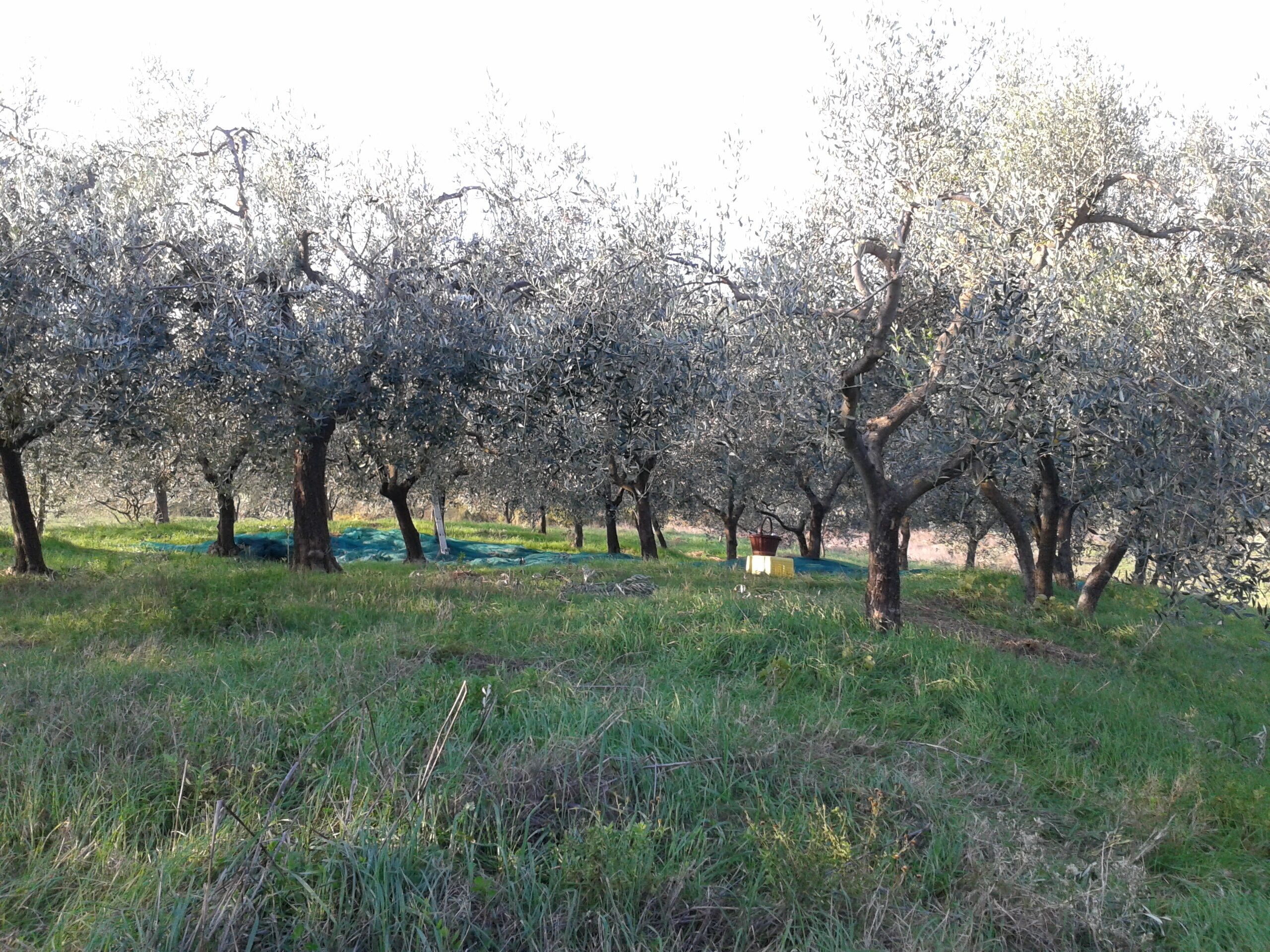 Un verger avec des rangées d’arbres, dont certains sont recouverts de filets verts, et un sol herbeux.