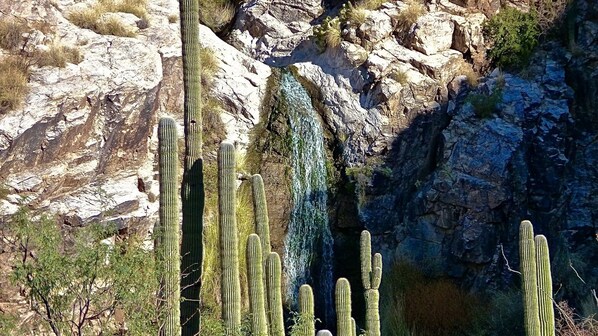 A rocky canyon with tall cacti and a waterfall. - Tucson's Gateway to Best Restaurants & Shopping + Heated Pool + 2 Master Suites (Tucson)