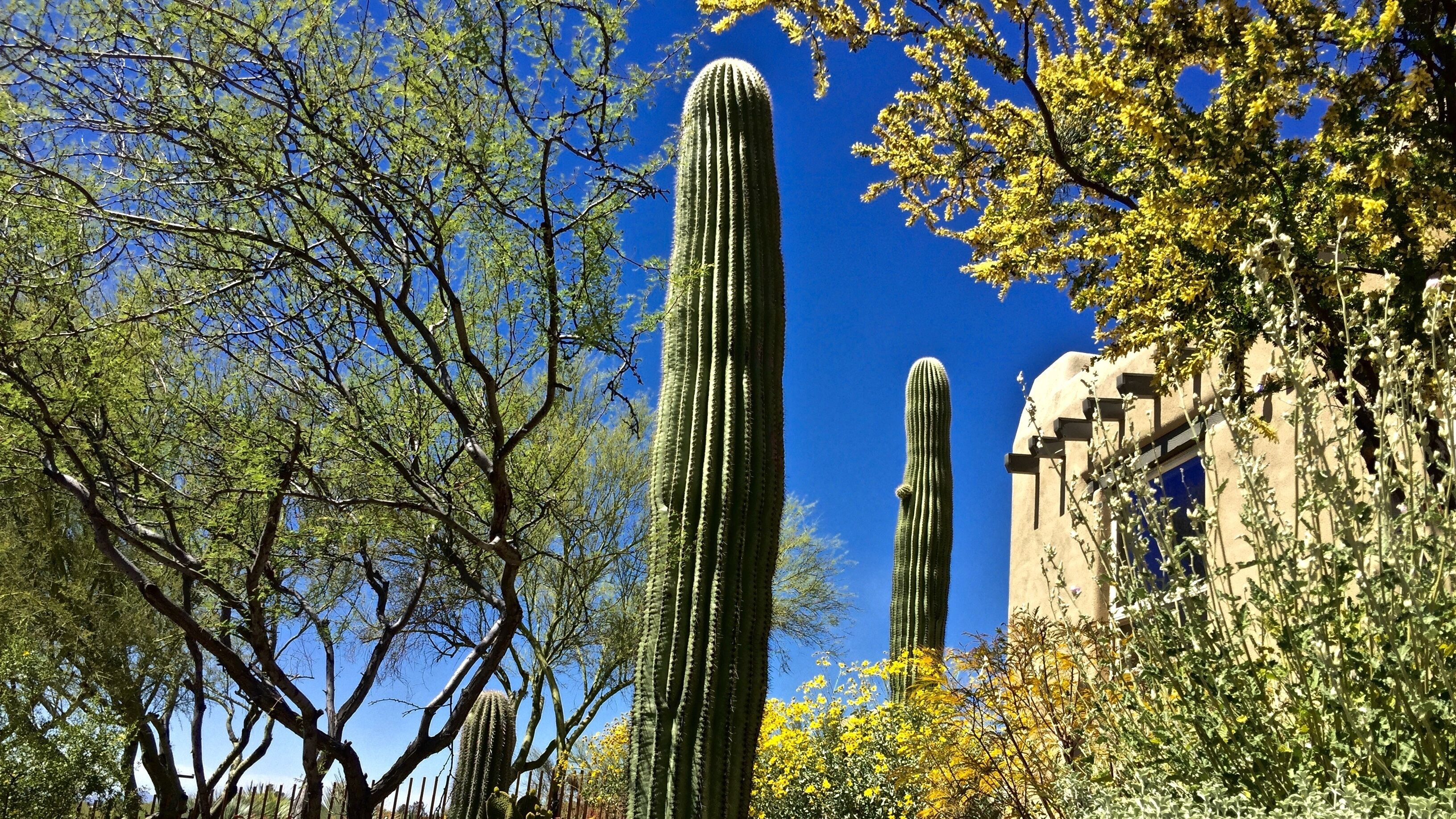 Un grand cactus dans un jardin, avec des arbres et un bâtiment en arrière-plan.