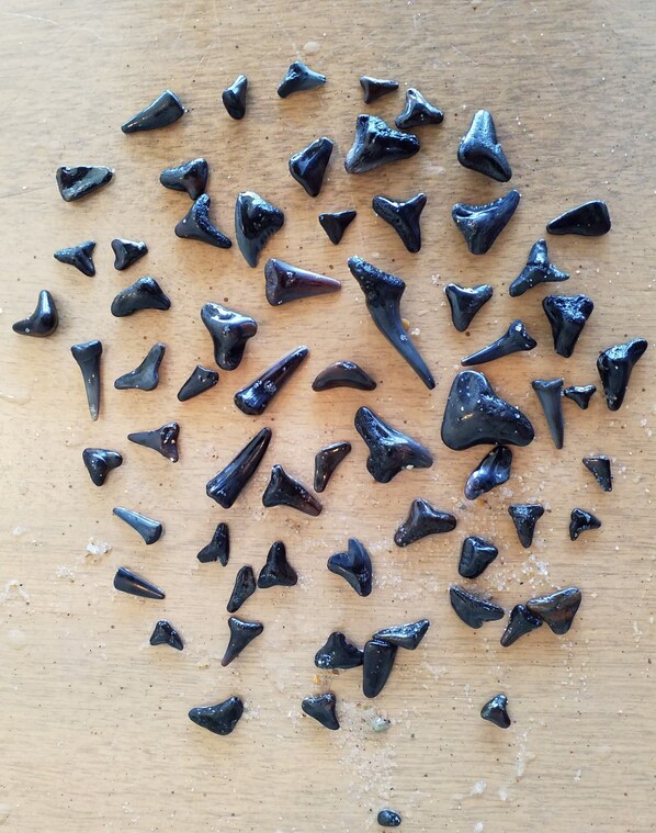 A collection of shark teeth on a wooden surface. - Pristine Oceanfront 4 Bedroom Escape Topsail Island. Fall-fun savings added! (Surf City)
