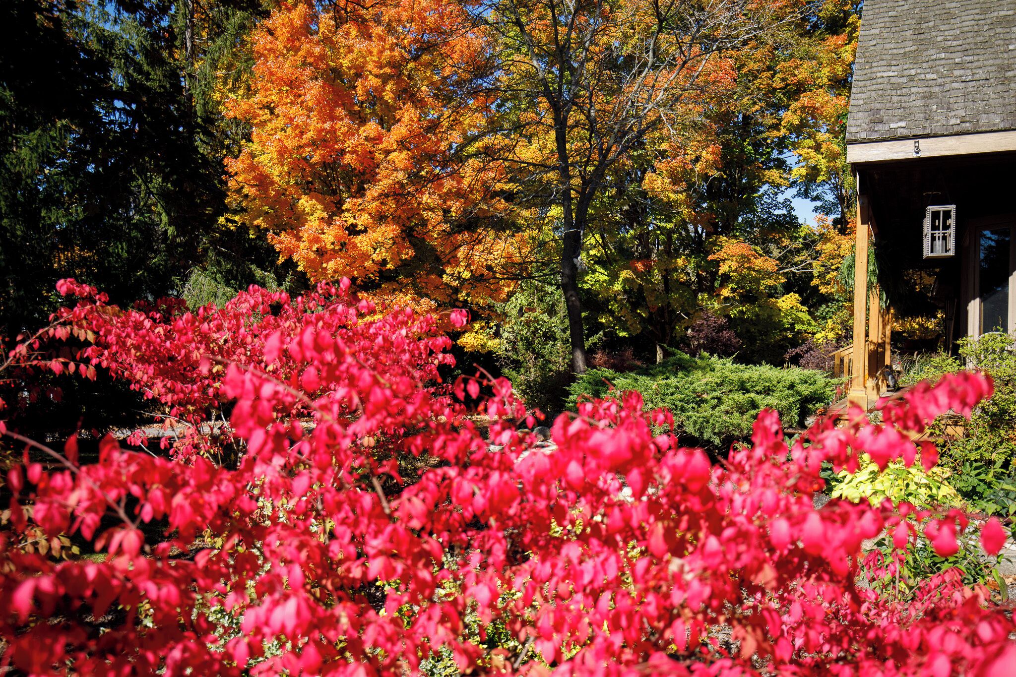 A traditional house with a wooden porch, surrounded by autumn foliage and vibrant red bushes.