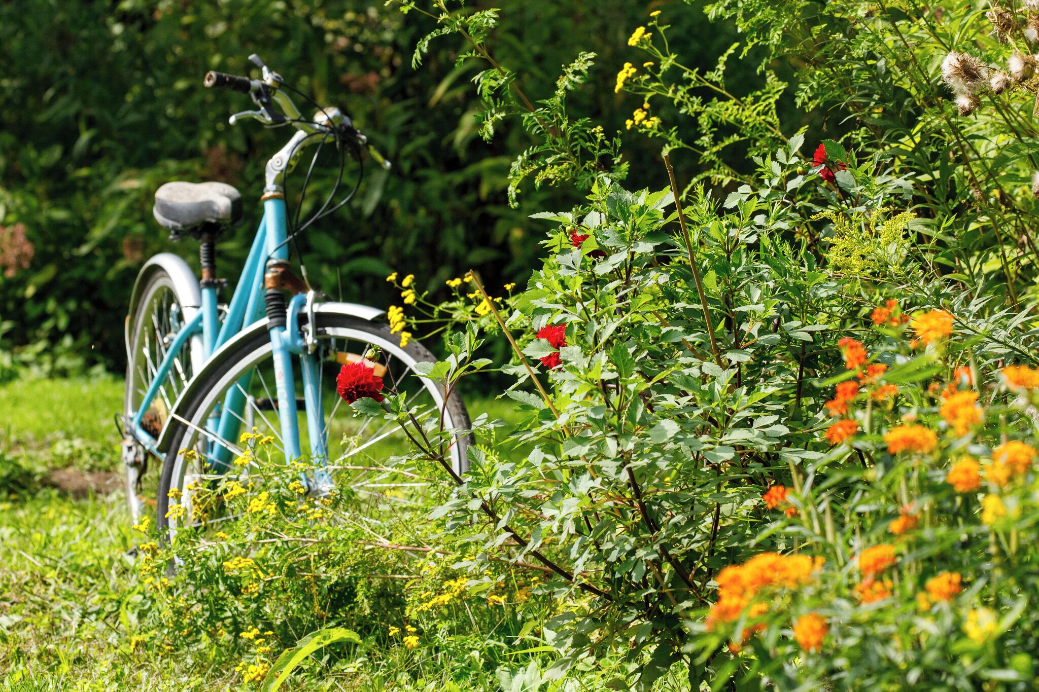 A bicycle parked in a lush garden with various plants and flowers.