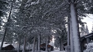 Un sendero cubierto de nieve bordeado por altos árboles de hoja perenne que conduce a una cabaña de madera.