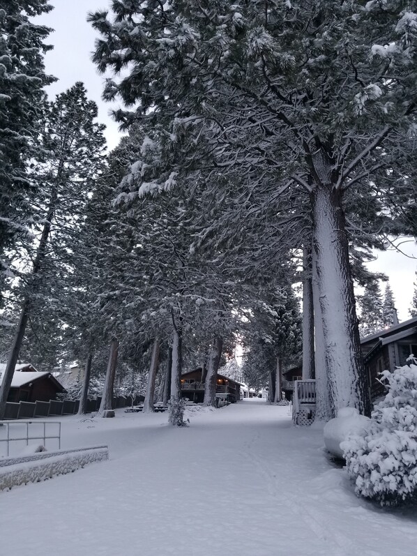 Un sentier enneigé, bordé de grands arbres à feuilles persistantes, mène à un chalet en bois.