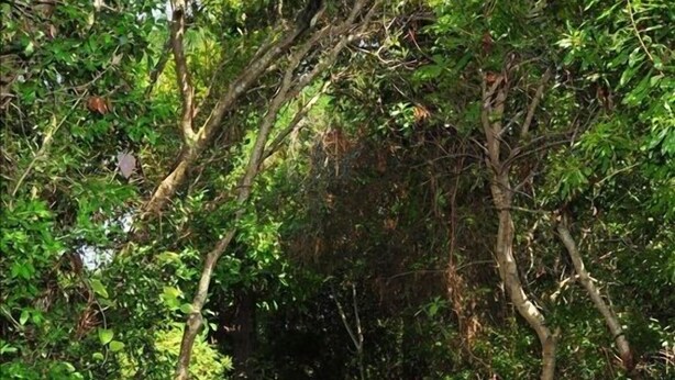 Un camí de fusta envoltat per vegetació densa.