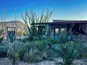 Property grounds - Javelina Hideout: Modern eco-friendly private home (Alpine)