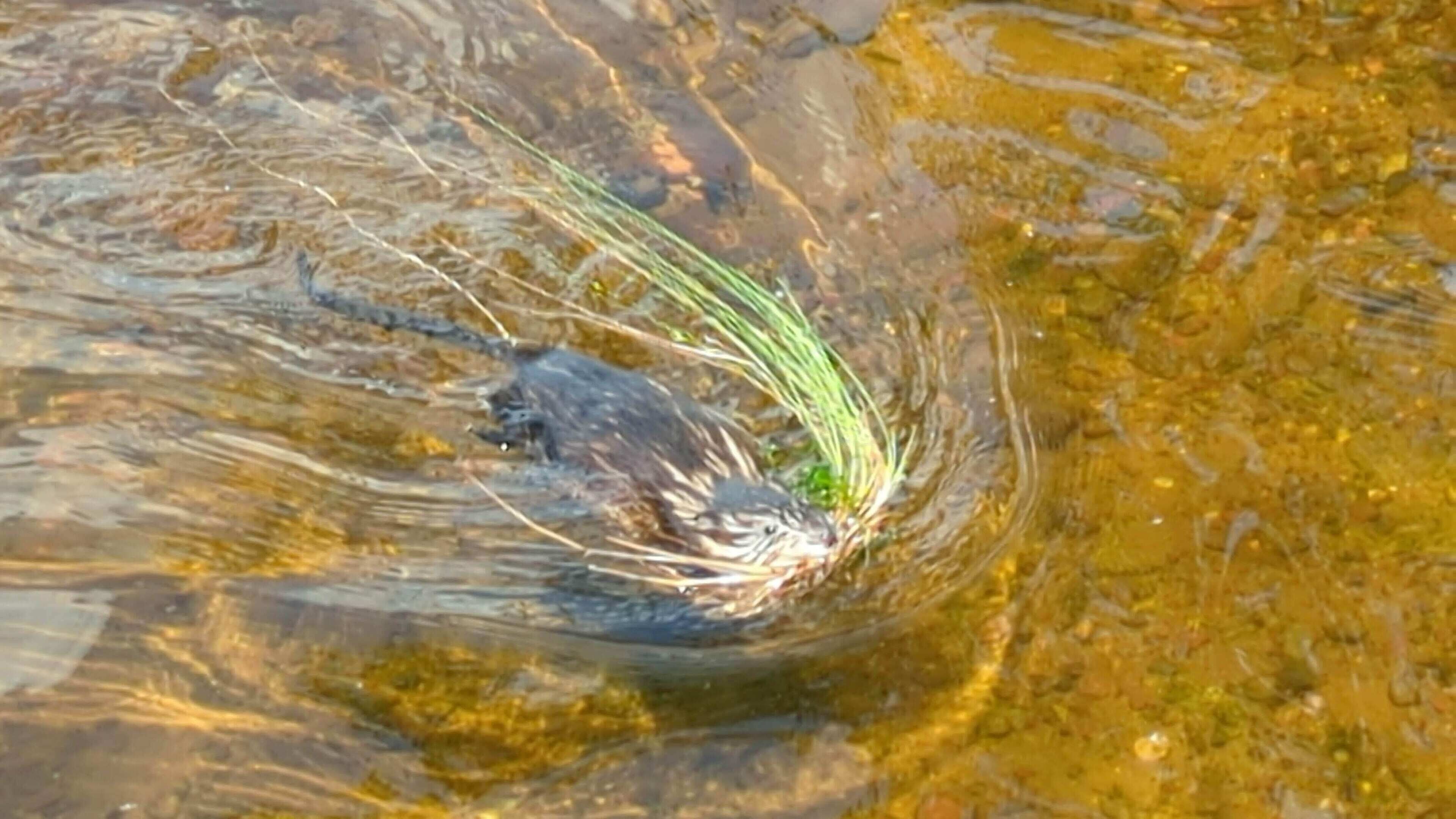 Een detailopname van een waterlichaam met helder water en zichtbare waterplanten.