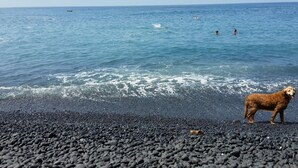 A beach with a dog and people swimming in the water. - Ocean Beach Home In The Heart Of Authentic Old Hawaii (Captain Cook)