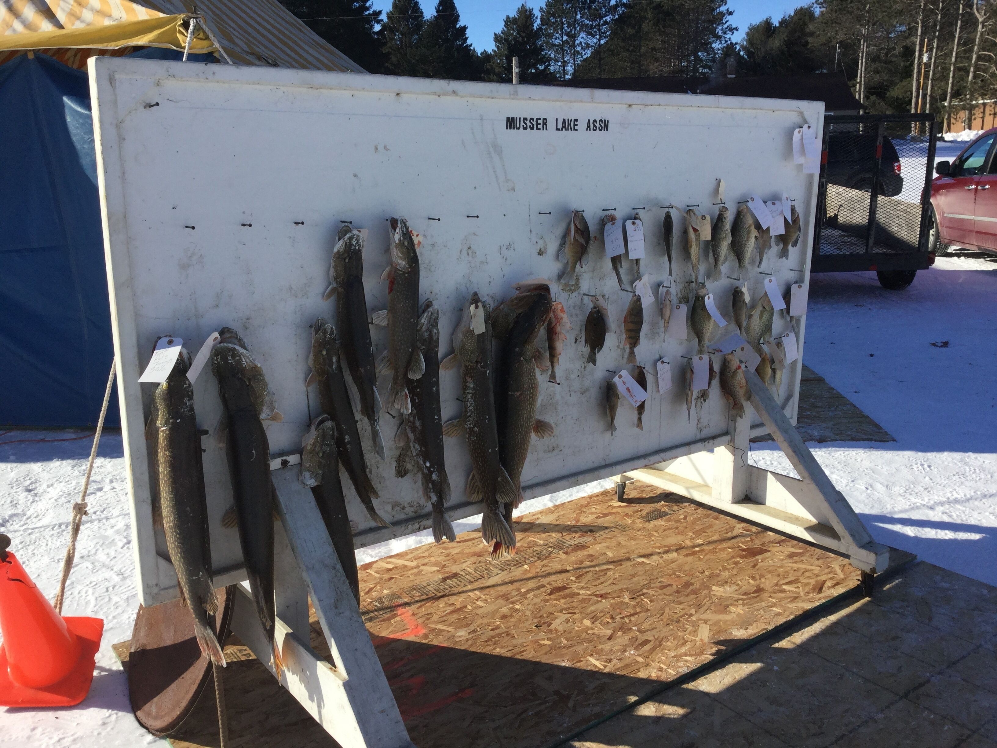 Eine Wandablage mit Fischfang im Freien, mit einem Schild, das 'MUSSER LAKE ASSN' zeigt.
