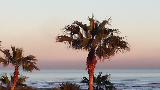 A beach scene with palm trees and the ocean.