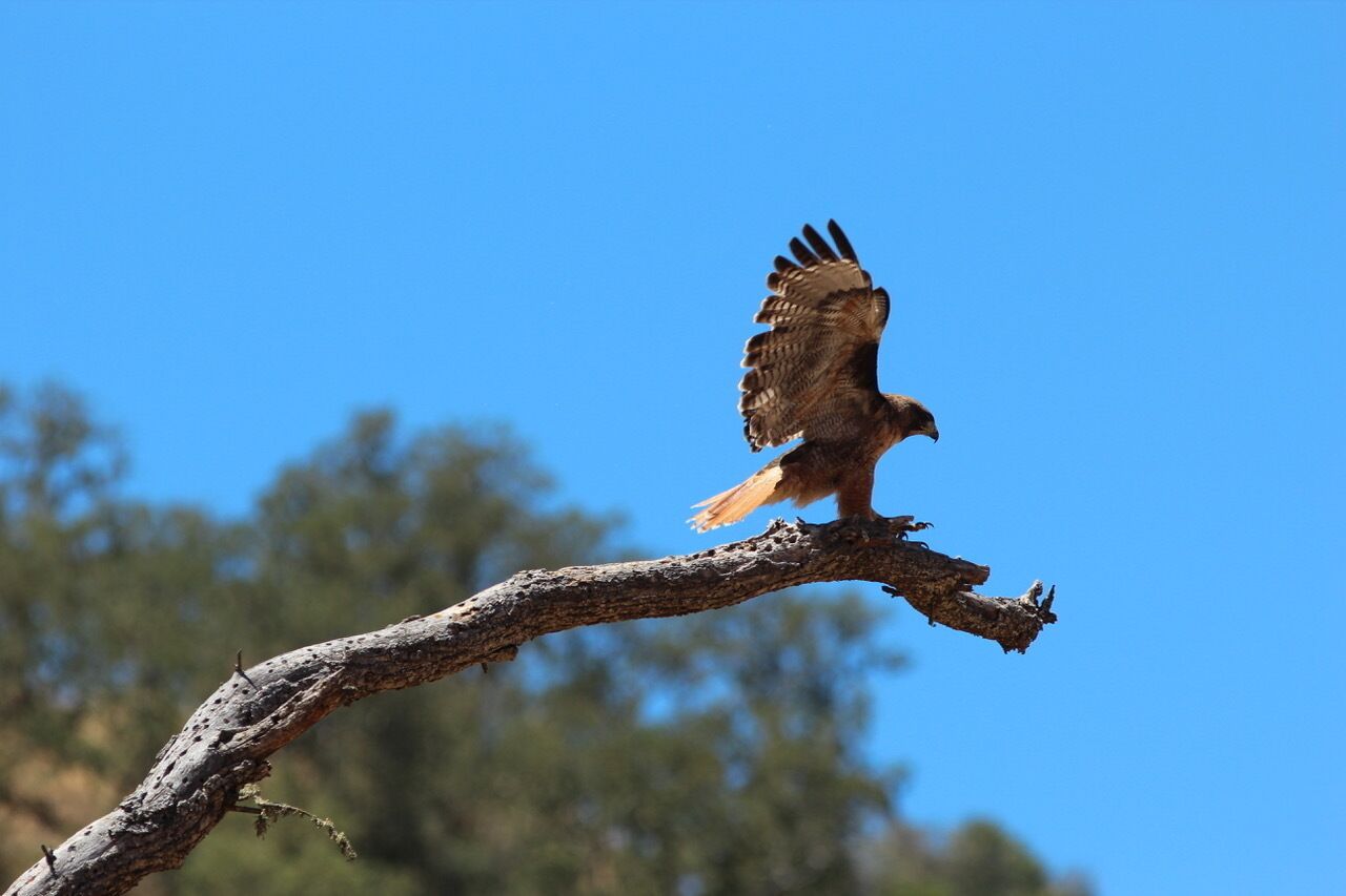 A bird perched on a branch.