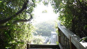 A wooden staircase surrounded by lush greenery, leading to a higher level. - Welcome to the Harris Beach House! ON the beach with private beach access. (Brookings)