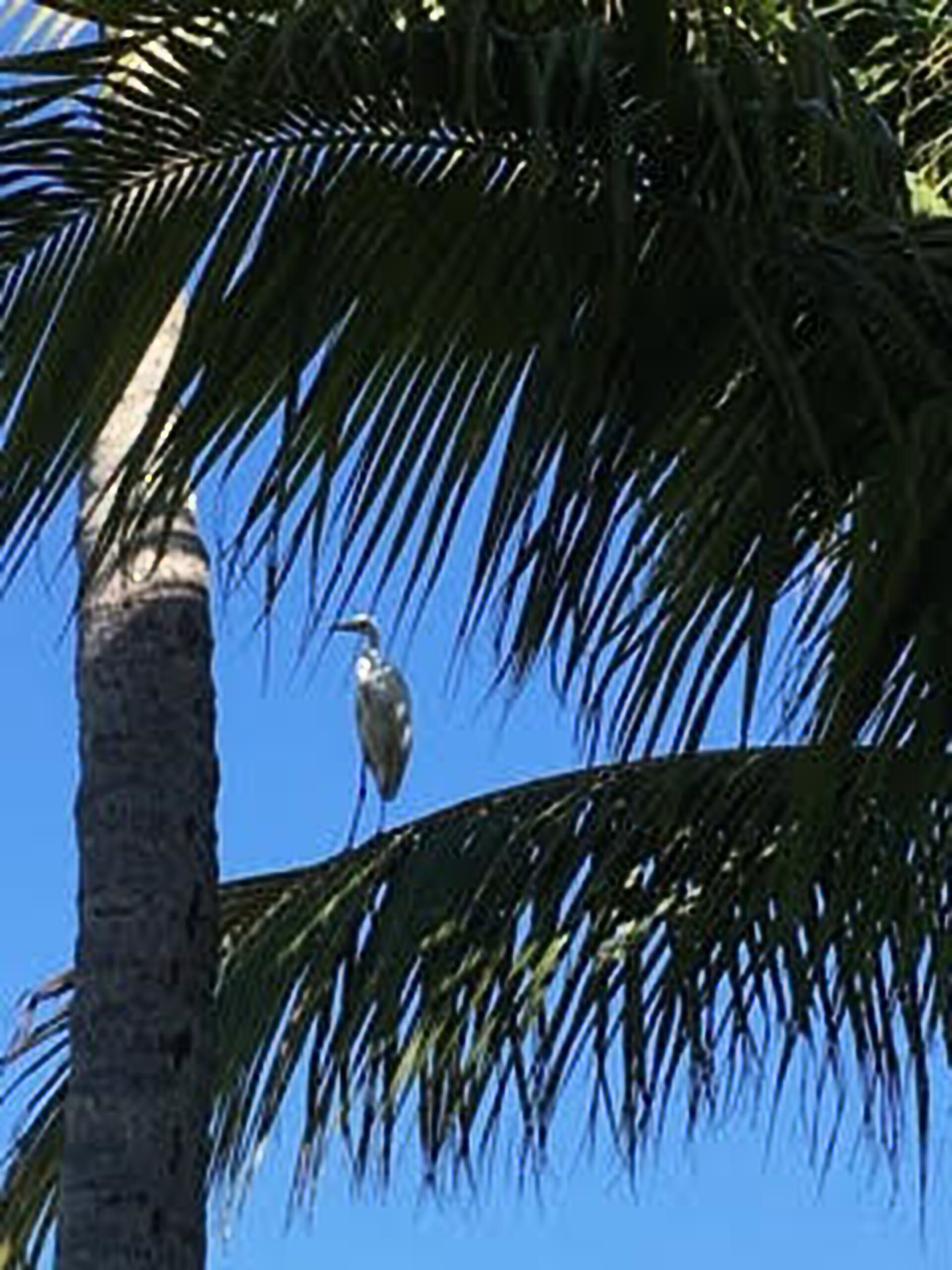 A bird perched on a palm tree.