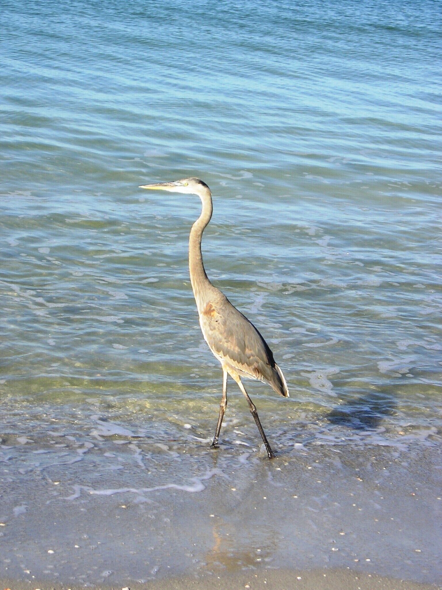 A heron standing in shallow water near the shore.