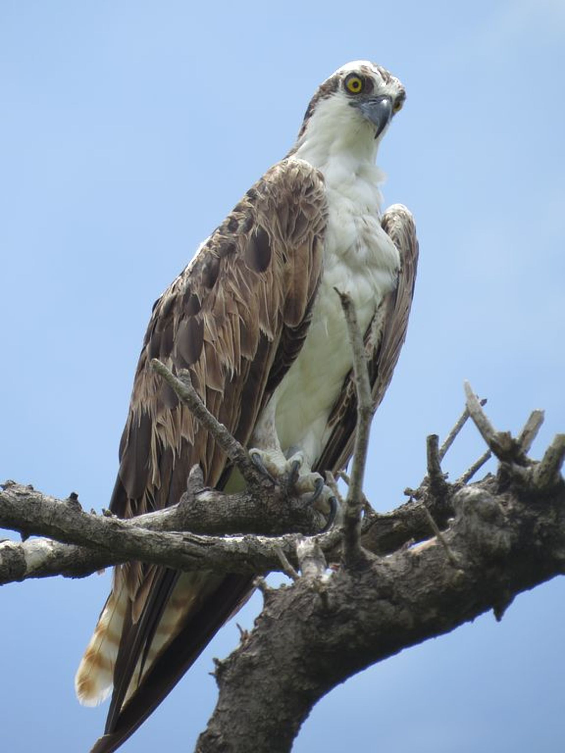 Un balbuzard était perché sur une branche.