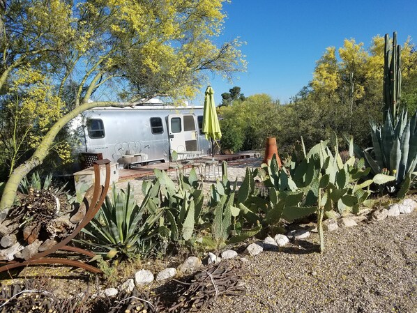 A silver RV with a green umbrella, surrounded by cacti and trees. - Unique Retreat - Airstream in Central Location - Remote Feeling. (Tucson)