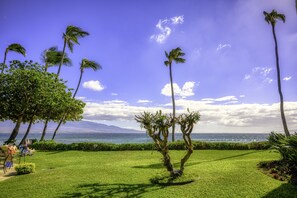 A grassy area with palm trees and a view of the ocean.