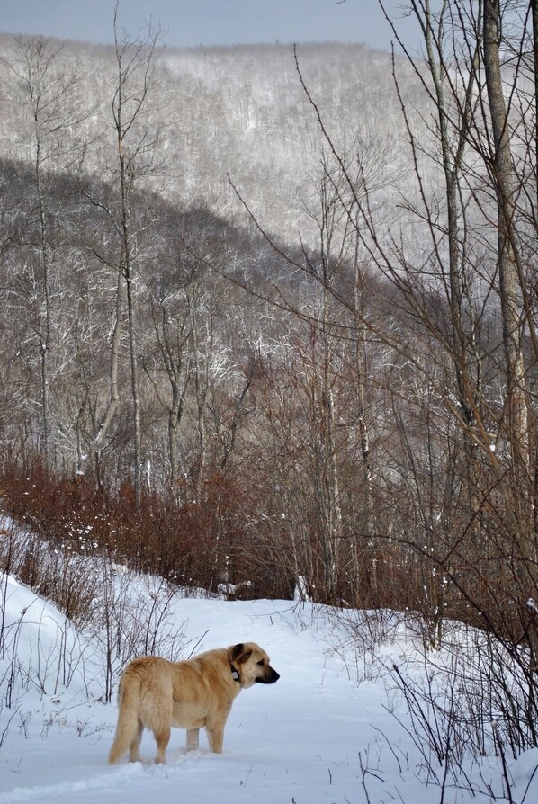 A dog standing in a snowy landscape with bare trees and a mountain in the background.