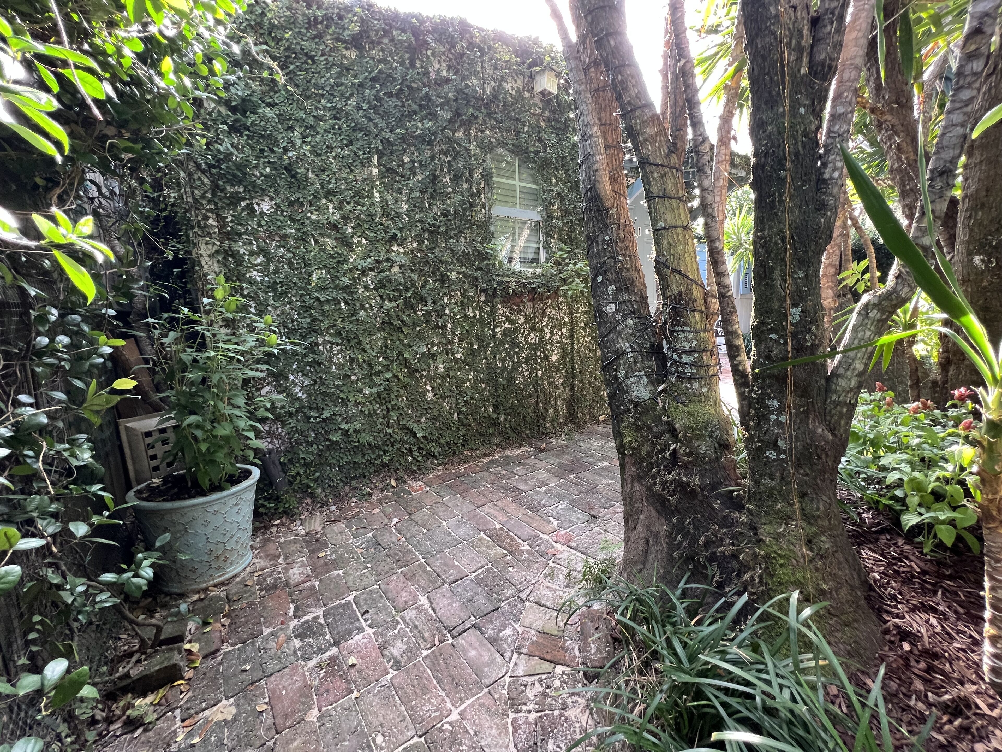 A paved pathway leading through a lush garden area with dense foliage and a variety of plants.