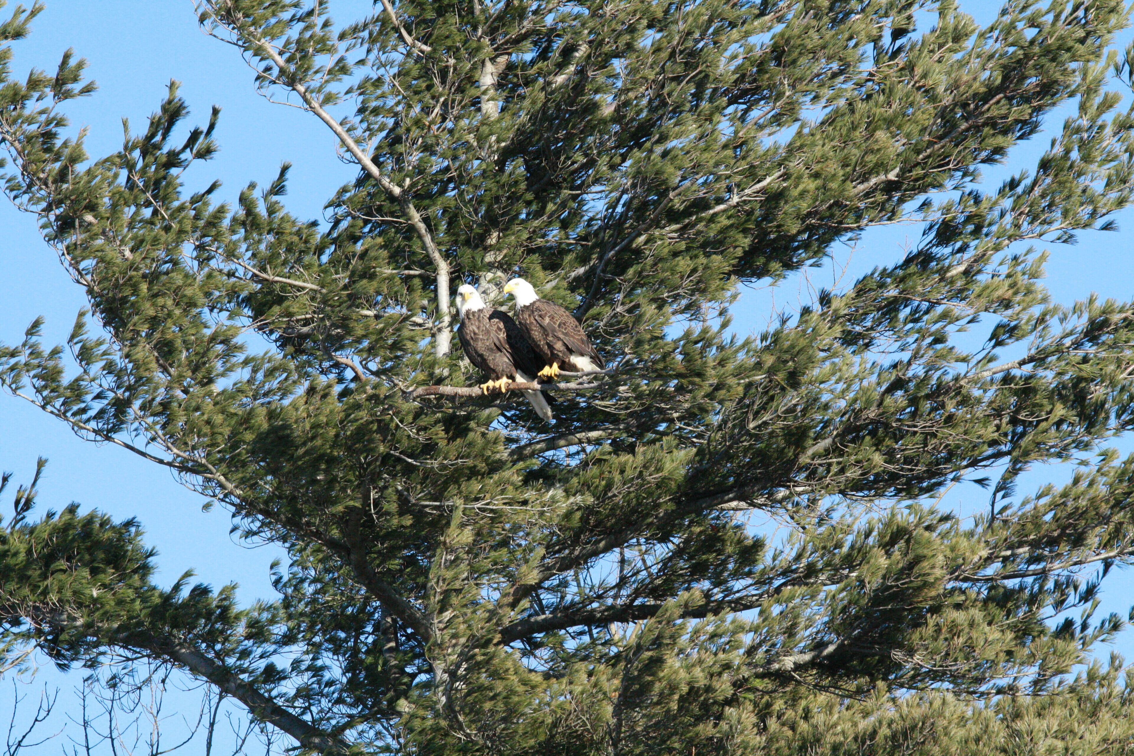 Two eagles perched on a tree branch.