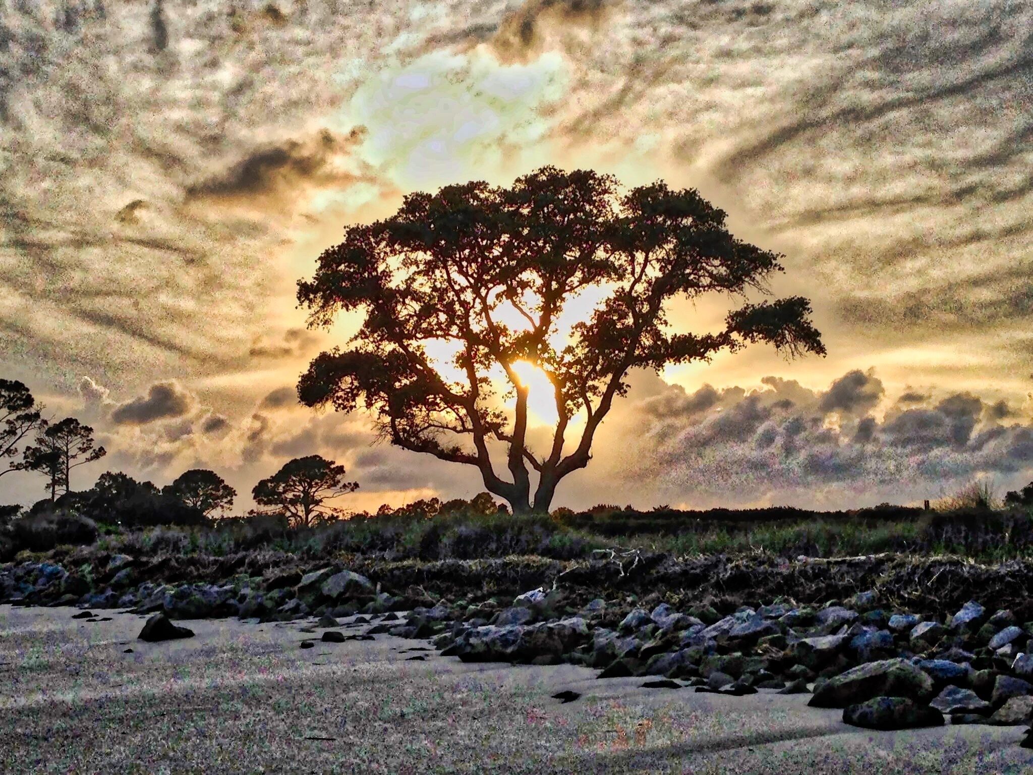 A tree with a clear sky and sun in the background.