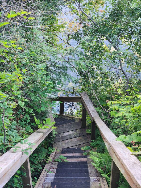 A wooden staircase leading to a viewing platform surrounded by dense foliage. - Pet-friendly Waterfront Cottage With Beautiful Views, Huge Yard, Mooring Buoy (Lummi Island)