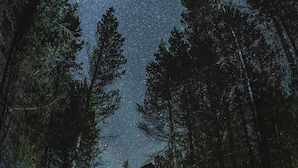 En hytte med en stor, åben veranda omgivet af høje træer, under en stjerneklar nattehimmel.