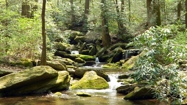 A forest stream with rocks and moss, surrounded by trees. -  Peaceful and luxurious living with spectacular views  (Spruce Pine)