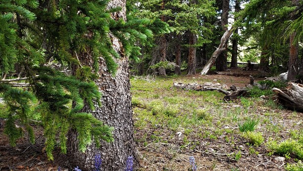 Une forêt avec de grands arbres, un sol recouvert d’aiguilles de pin et, au premier plan, des fleurs violettes.