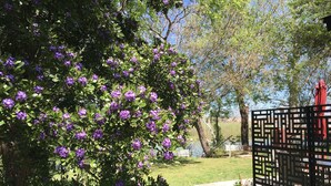 Un jardín con un árbol cubierto de flores moradas, una valla blanca y un paraguas rojo.
