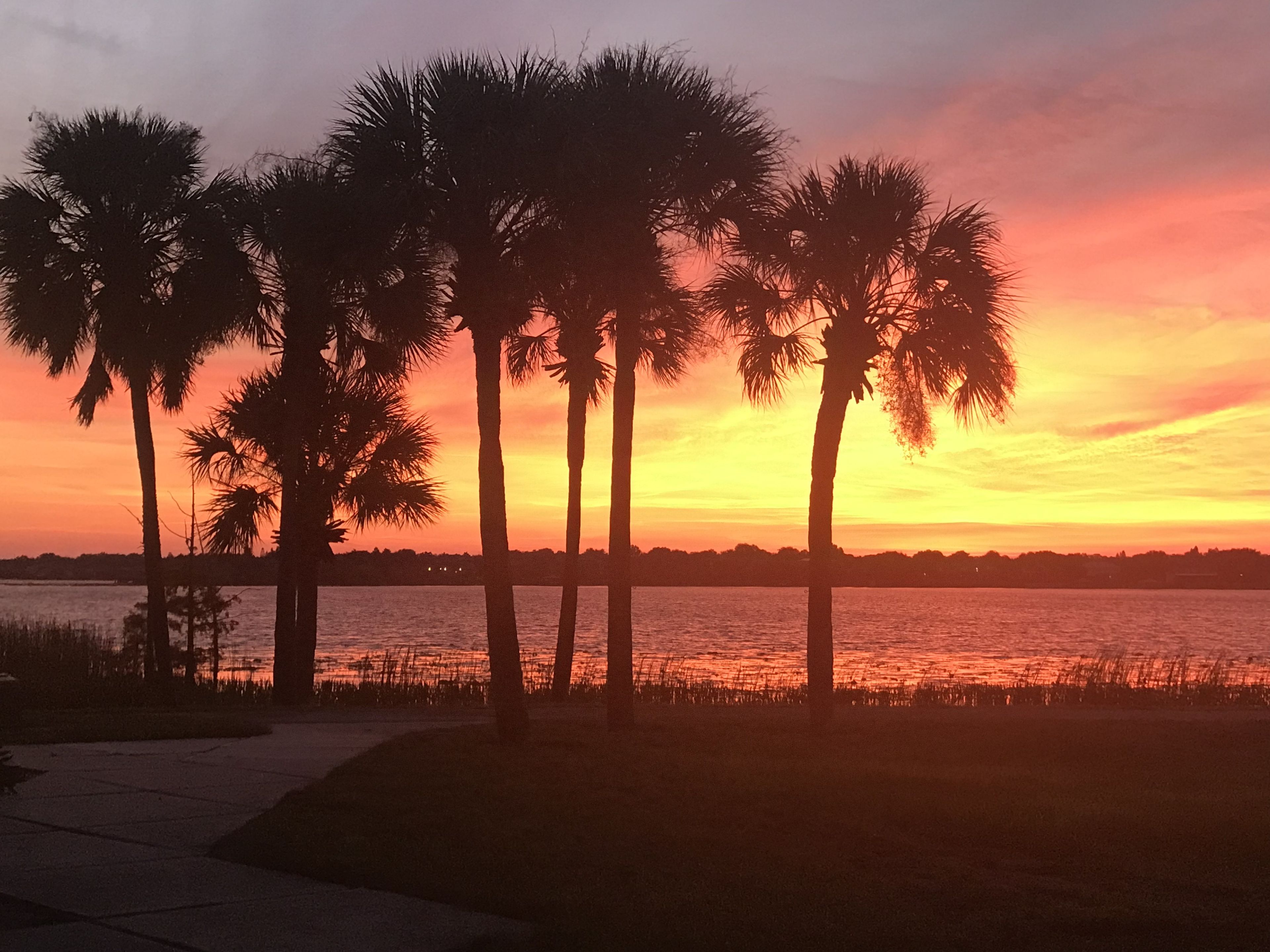 A sunset view with palm trees and a body of water.