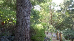 A wooden staircase leading up to a wooden deck surrounded by trees and greenery. - Frank's Place: Classic Inverness  Home with Bay Views, Hot Tub (Inverness)