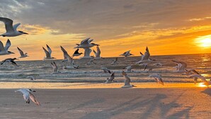 A beach scene with seagulls flying over the water during sunset. - BEAUTIFUL CONDO WITH PERFECT VIEW OF BEACH AND GULF WITH NEW HEATED POOL (Indian Rocks Beach)
