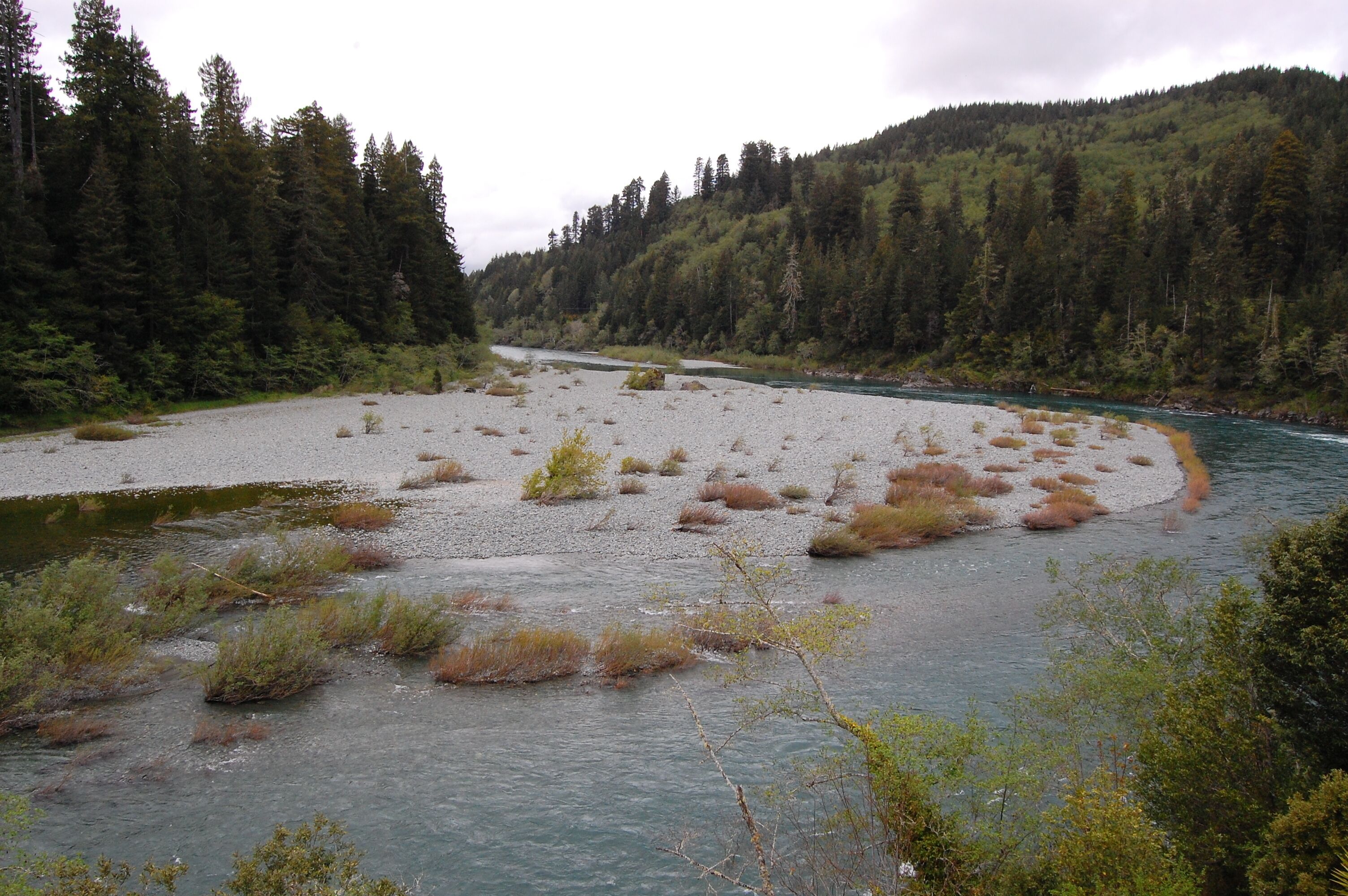 A river with a pebbly shore and dense forest in the background.