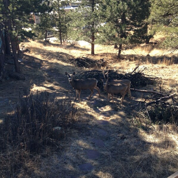 A forested area with a dirt path. - Longs Peak View, walk to downtown, historic charm (Estes Park)