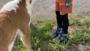 A person feeding a goat on a rural road. - Unique FarmStay Experience in The Catskills! (Durham)