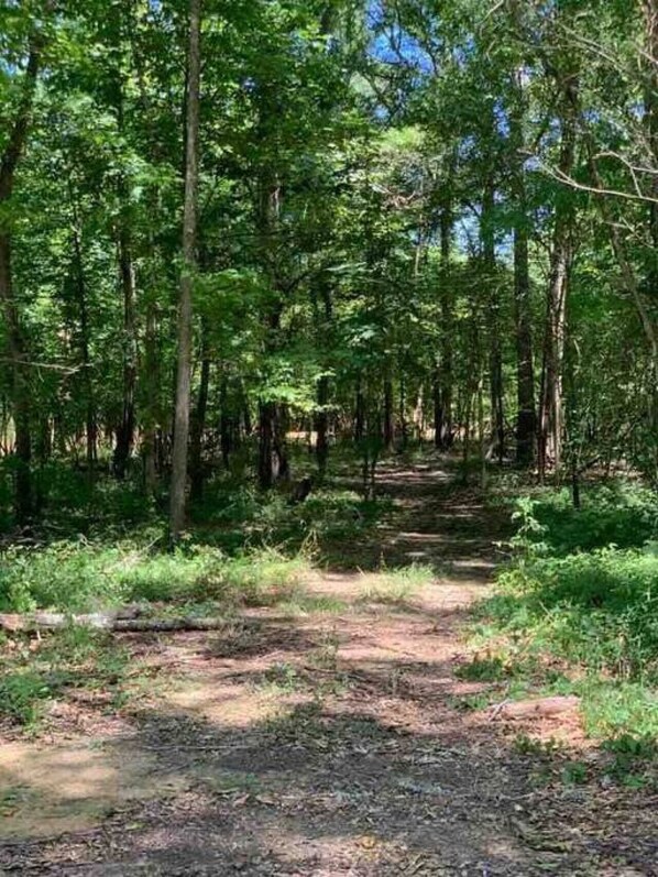 A forested area with a dirt path.