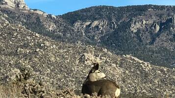 A mountain landscape with a deer in the foreground and a building in the background.